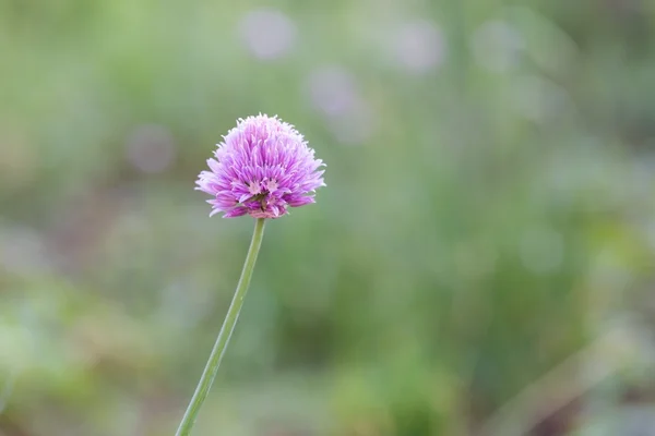 Rosa blomma av lök. — Stockfoto