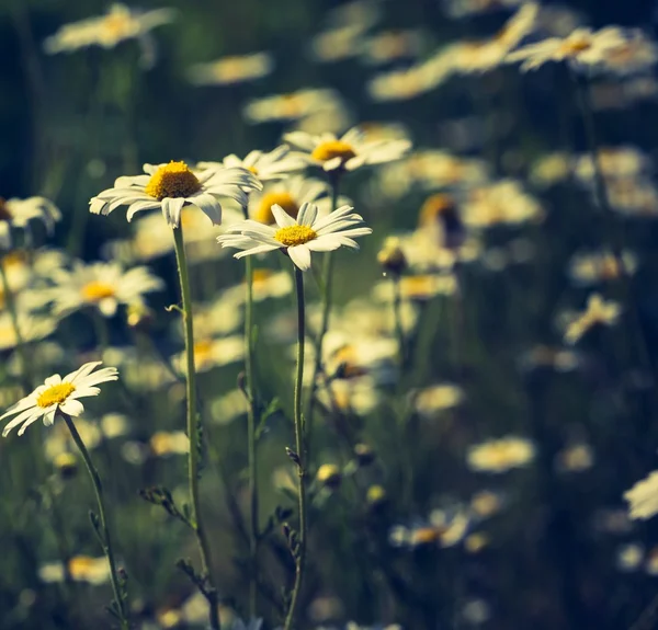 Beautiful camomile flowers — Stock Photo, Image