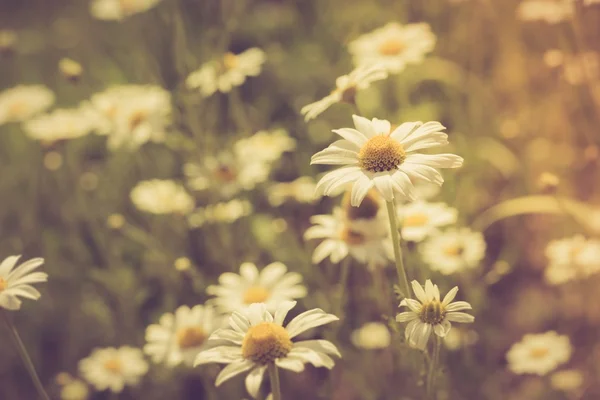 Beautiful camomile flowers — Stock Photo, Image