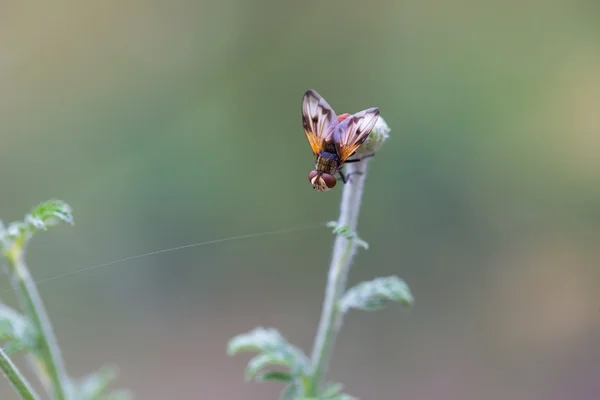 Fly sitting on plant — Stock Photo, Image