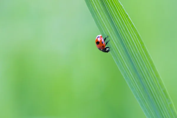 Marienkäfer sitzt auf Grasblatt. — Stockfoto