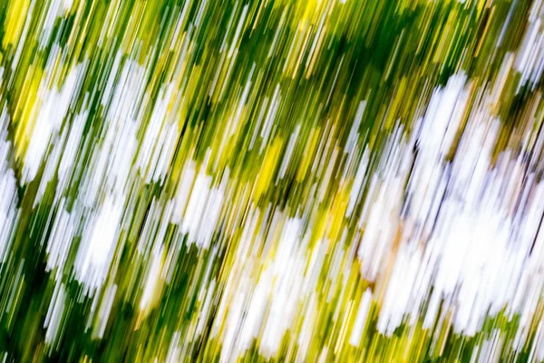 Verschwommener abstrakter Hintergrund des grünen Sommerwaldes — Stockfoto