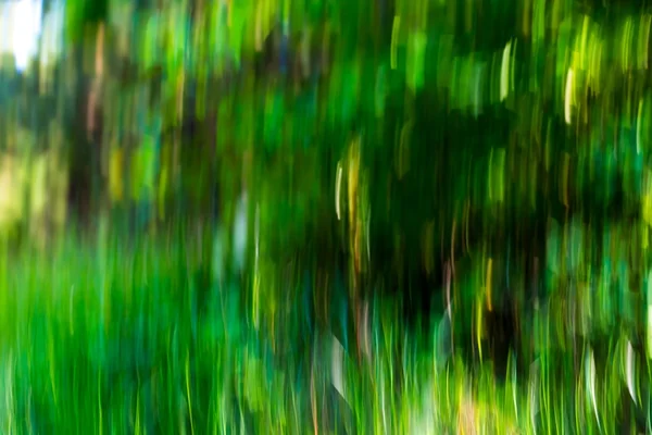 Suddiga abstrakt bakgrund av gröna sommaren skog — Stockfoto