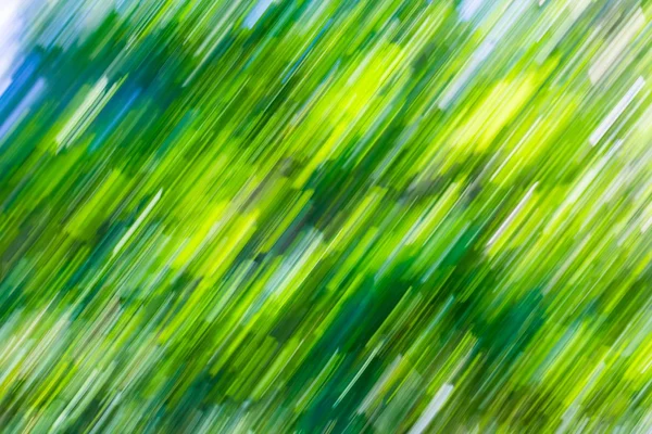 Fondo abstracto borroso del verde bosque de verano —  Fotos de Stock