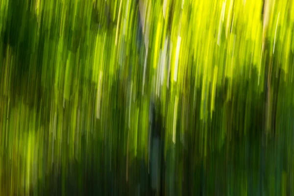 Verschwommener abstrakter Hintergrund des grünen Sommerwaldes — Stockfoto