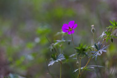 Büyüyen cockle çiçek