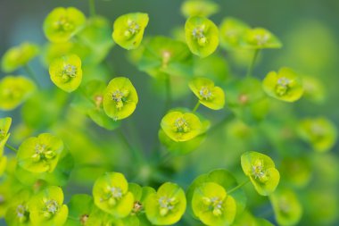 Spurge flowers (Euphorbia Amygdaloides)