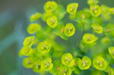Spurge flowers (Euphorbia Amygdaloides)