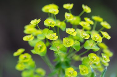 Spurge flowers (Euphorbia Amygdaloides)