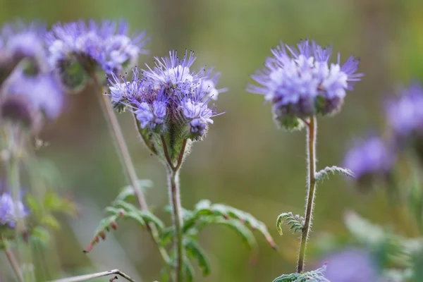 Flores florescendo phacelia — Fotografia de Stock