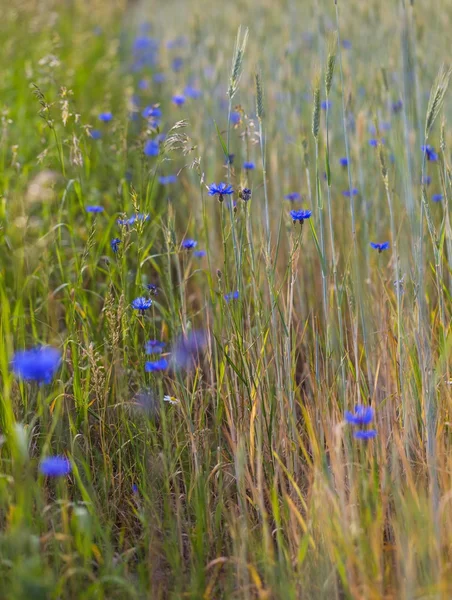 Beautiful cornflowers growing — Stock Photo, Image