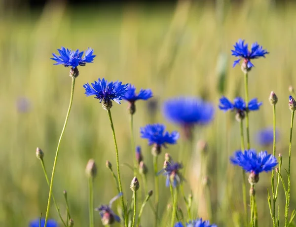 Beautiful cornflowers growing — Stock Photo, Image