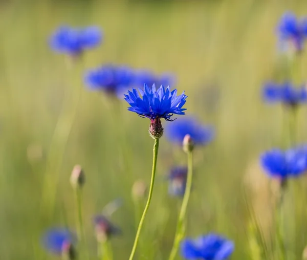 Beautiful cornflowers growing — Stock Photo, Image