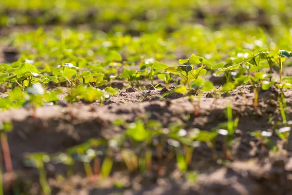 Buckwheat sprouts growing — Stock Photo, Image