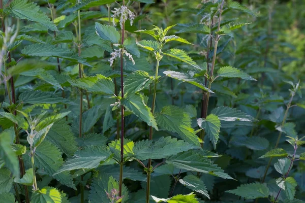 Nettle in forest — Stock Photo, Image