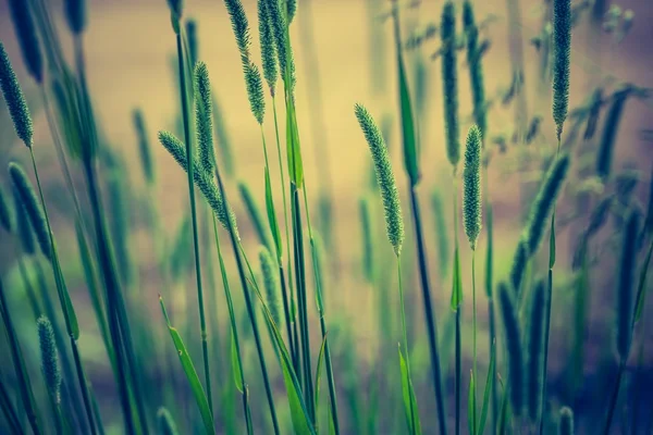 Vintage photo of grass ears — Stock fotografie