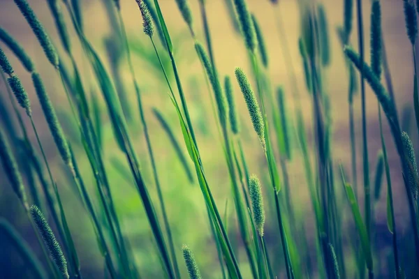 Vintage photo of grass ears — Stock fotografie