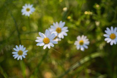 Güzel chamomiles büyüyen