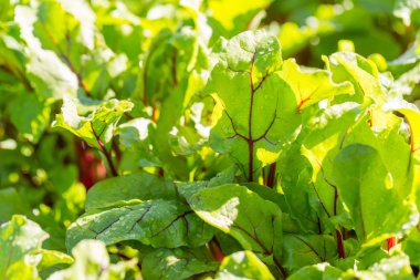 Genç beetroots büyüyen