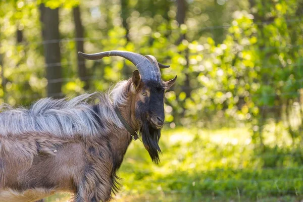 Beautiful goat with horns — Stock Photo, Image