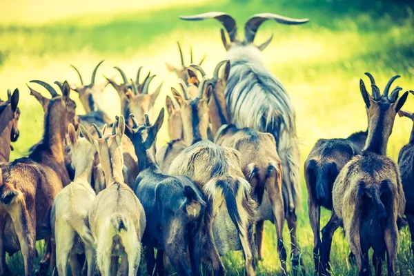 Stádo koz na pastvu — Stock fotografie