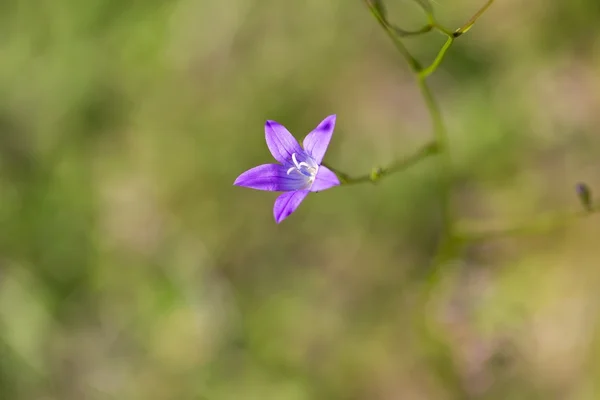Bluebell květu — Stock fotografie