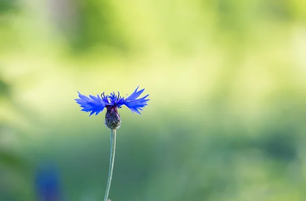 Blue cornflower blooming — Stock Photo, Image