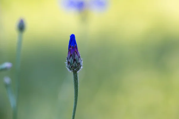 Blue cornflower blooming — Stock Photo, Image