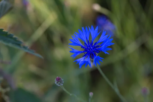 Blue cornflower blooming — Stock Photo, Image