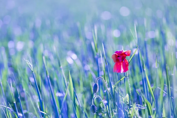 Flower growing on cereal field — Stock Photo, Image