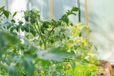 Çiçek açan domates dal