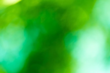 ormandaki ağaç dalları