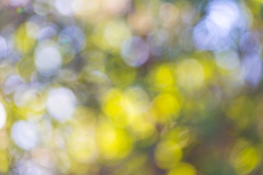 ormandaki ağaç dalları