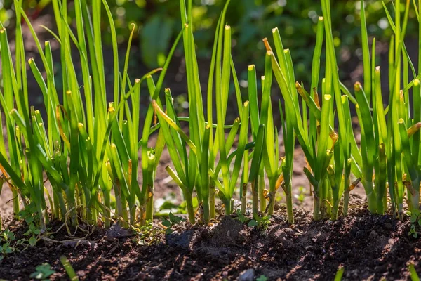 Green chive growing — Stock Photo, Image