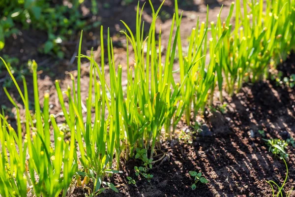 Green chive growing — Stock Photo, Image