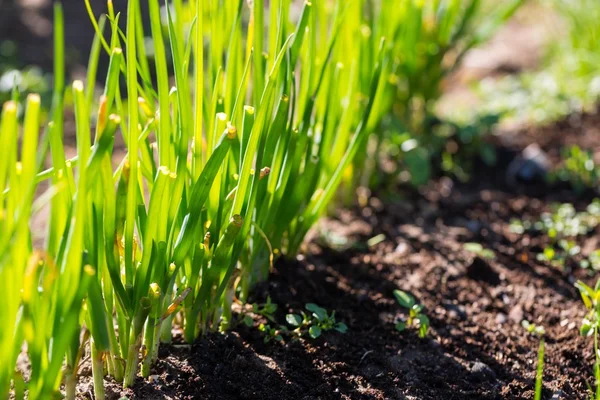 Green chive growing — Stock Photo, Image