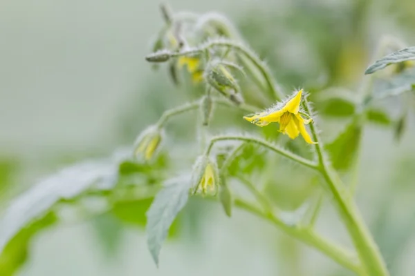 Tomates cultivados en invernadero . — Foto de Stock