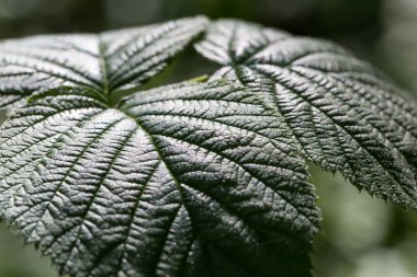 Ahududu yaprakları büyüyen