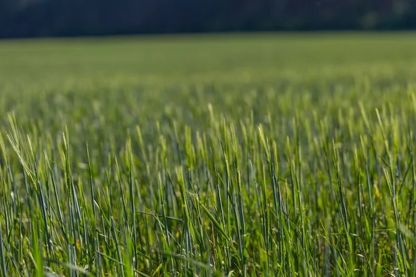 Piękne młode zboże pole — Zdjęcie stockowe