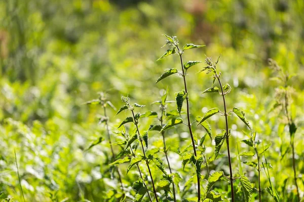 Nässlor växer i naturen — Stockfoto