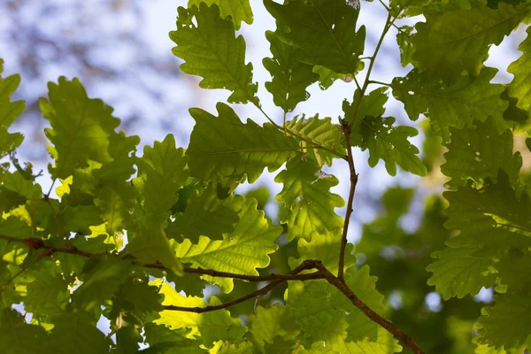 Дубовые листья на ветвях — стоковое фото