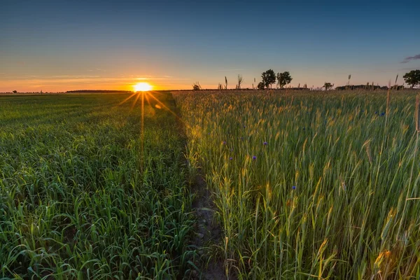 Campo de centeio verde — Fotografia de Stock