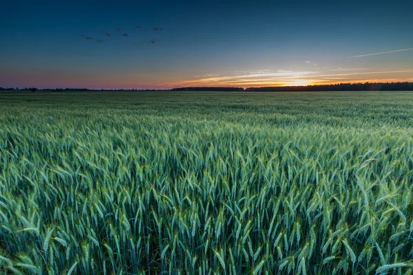 Prachtige zonsondergang over groene veld — Stockfoto