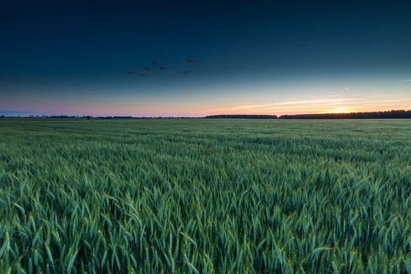 B groene rogge veld bij zonsondergang — Stockfoto