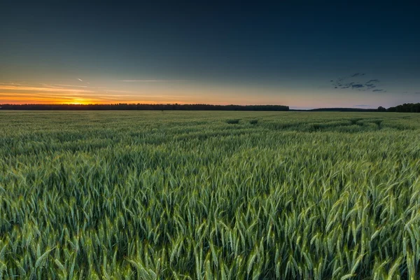 Prachtige zonsondergang over groene veld — Stockfoto