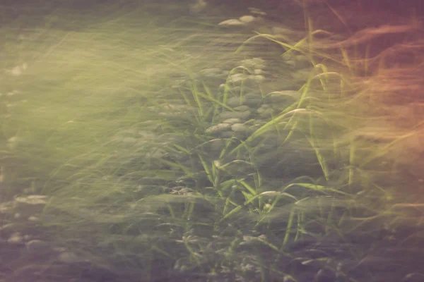 Фон зеленого летнего леса — стоковое фото