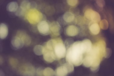 Orman bokeh arka plan