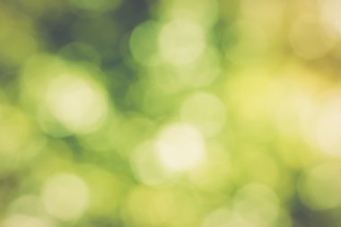 Orman bokeh arka plan