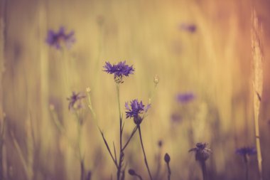 Mısır sahada çiçeklenme Peygamber