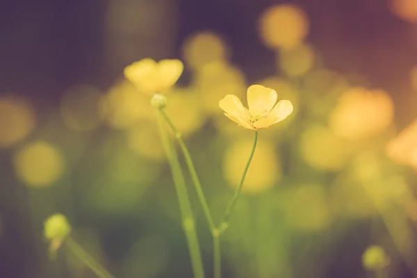美しい黄色のキンポウゲ — ストック写真